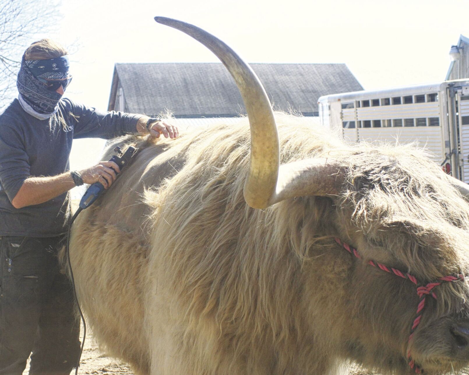 The cow spa is open